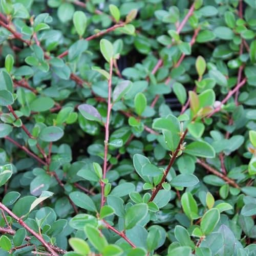24 x Cotoneaster radicans 'Eichholz' - Cotoneaster radicans 'Eichholz' godet 9x9cm, pour 3m² : Couvre-sol persistant aux baies rouge vif.