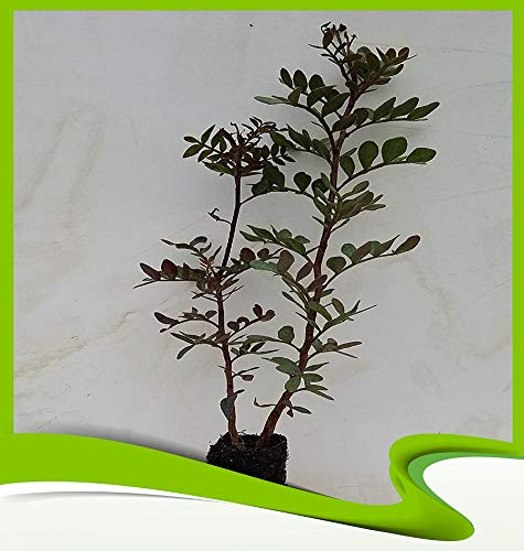 Pistacia Atlantica (térébenthine) – Plante