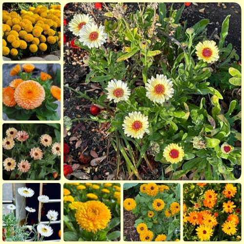 Semillas de caléndula officinalis - Semillas de caléndula - Las de jardín de rocas son resistentes regalos sostenibles 100pcs