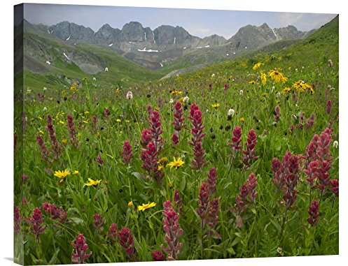 Global Gallery Budget GCS-396377-2024-142 Tim Fitzharris Indian Paintbrush Meadow at American Basin Colorado Gallery Wrap Giclee on Canvas Print Wall Art