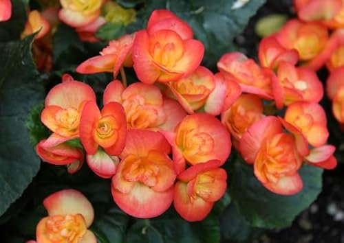 100 graines de fleurs de carnaval de bégonia orange fraîches et neuves