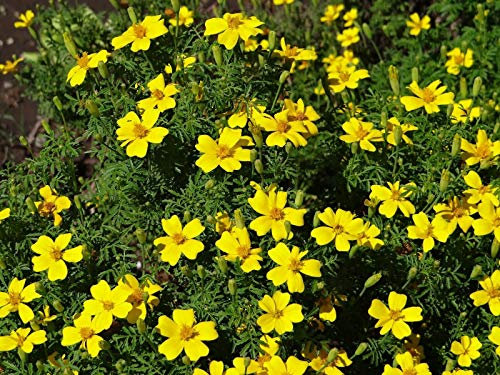 Buy4Seeds Marigold TAGETES Lemon GEM 750 Finest Seeds Easy to Grow