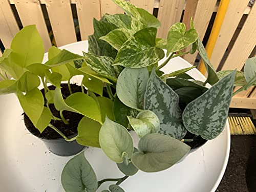 Devil's Ivy - Pothos 3 x Mixed Varieties - Golden - Satin - Neon 12cm pots