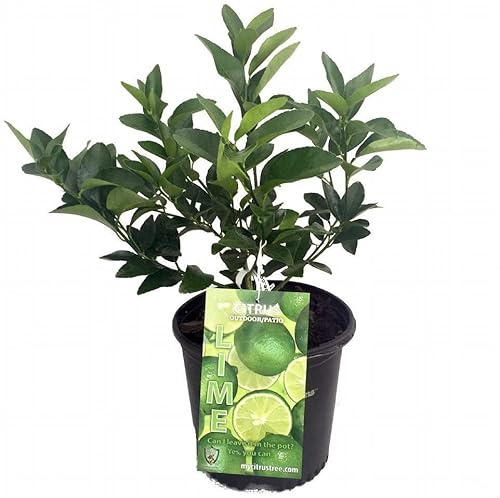 Lima Verde Árbol Natural Citrus Latifolia Planta de Lima Verde Árbol Frutal de Limón Verde