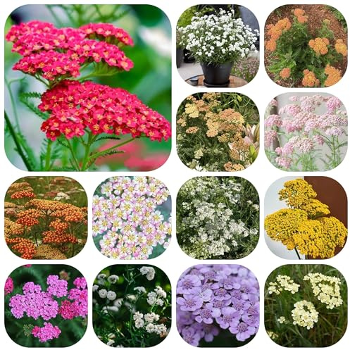 semillas de milenrama orgánicas de jardín de rocas resistentes de milenrama cubierta perenne resistente de jardín, para 60pcs