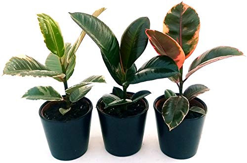 POWERS TO FLOWERS - FICUS ROBUSTA VERDE, BELIZE e TINEKE, 3 PIANTE vaso 12cm, piante vere