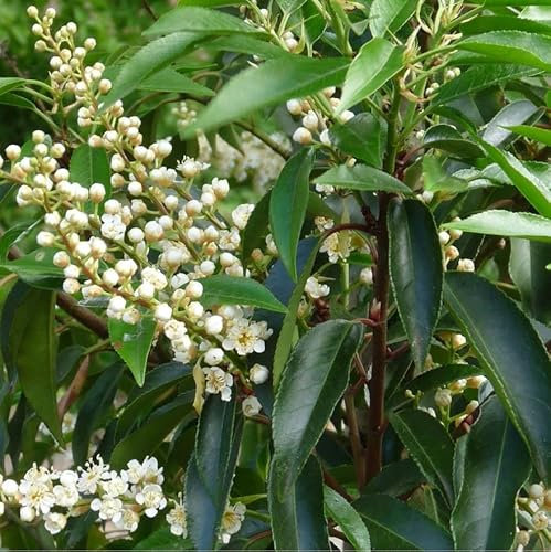 3 x Laurier du Portugal 'Angustifolia' 30-40 cm en conteneur - Son feuillage dense, composé de petites feuilles ovales d'un vert foncé lustré.