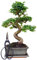 Genki-Bonsai Starterset Chinesischer Liguster ca. 30–35 cm – 3-teiliges Bonsai Komplettset mit Schere & Untersetzer – pflegeleichter Indoor-Zimmerbonsai für Anfänger & Fortgeschrittene
