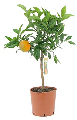 KENTIS - Clémentinier - Citrus Clementina - Vraies Plantes d'Agrumes - Arbres Fruitiers de Jardin de Balcon - Plante Fruitière Décoratives d'Extérieur - H 70-80 cm Pot de Ø 20 cm