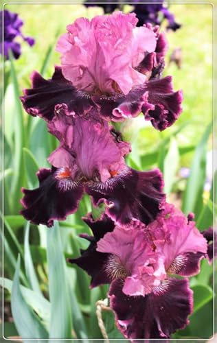 Ideal para Climas con Estaciones - Pétalos Sedosos y Multidimensionales -Bulbos de Iris - Iris bulbos-8 Bulbos-D