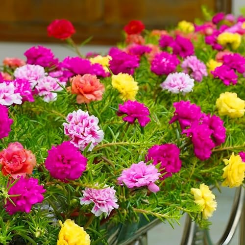 Mix Double Moss Rose Seeds for Planting (Portulaca Grandiflora) - Non-GMO & Heirloom Ground Cover - Purslane Flower Seeds to Plant Outside, Beds & Yards & Flower Garden