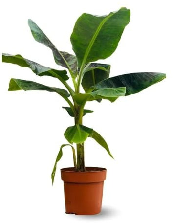 Attitude Jardin - Bananier musa - plante d'intérieur & extérieur - 70-80 cm - ⌀ 20 cm - purificateur d'air