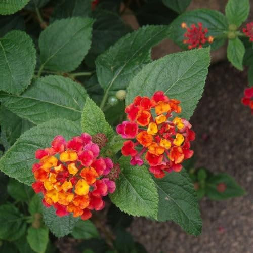 Plant World Seeds - Lantana Camara Seeds (Tropical and Conservatory Seeds)