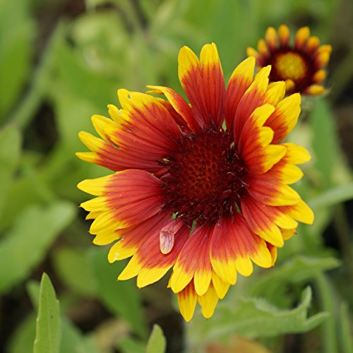 Blumixx Stauden Kokardenblume Gaillardia x grandiflora 'Kobold' – dauerblühend, bienenfreundlich, für Beet & Kübel, im 0,5 L Topf