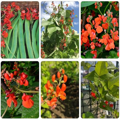 Semillas de frijol escarlata de invierno semillas balcón silvestres balcón jardín resistentes con 100pcs