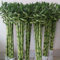 Lucky Bamboo Semi Di Bonsai Piante Verdi Pianta Di Bambù Lucky Bamboo Purificazione Dell'Aria Piante Da Interno Decorazione Soggiorno Semi Piante Pianta In Vaso Giardiniere Regali 60 Lucky Bamboo Semi