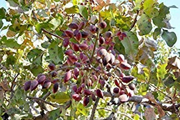 32 graines: Pistacia Vera Siirt Turquie Pistaches Arbre des graines fraîches comestibles biologiques