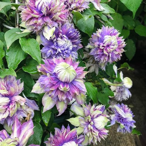 bulbos de clemátide, perennes resistentes, decorativos temprana de jardín 4pcs