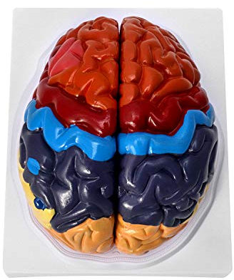 QWORK® Gehirn Anatomisches Modell Anatomie, 2-Teile Farbkodiertes Menschliches Regionales Hirnmodell, Medizinisches Lernwerkzeug