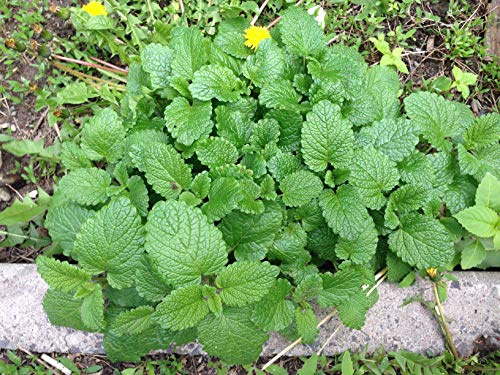 Earthcare Seeds Lemon Balm 500 Seeds (Melissa officinalis) Heirloom - Open Pollinated