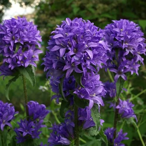 12 unità Campanula Glomerata 'Superba' - Mazzo Campanula 'Superba' Vaso 9x9cm ±1 m² - Fiori Blu e Foglie Rigogliose, Ideali per Giardini e Aiuole
