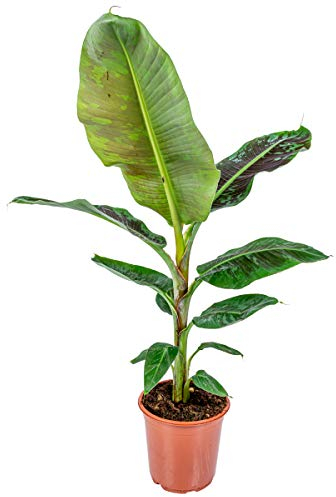 Bloomique - Musa Dwarf Cavendish - Bananier d’intérieur - Plante d’intérieur - Dépolluante - Sans danger pour les animaux - Hauteur 80-100 cm - Pot 21 cm