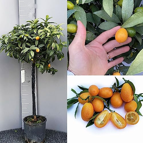 SAVINI VIVAI Pianta di Kumquat Mandarino Cinese Albero di Agrumi Kumquat in Vaso da 24 cm Altezza 90-110 cm 3-4 Anni di innesto Made Italy