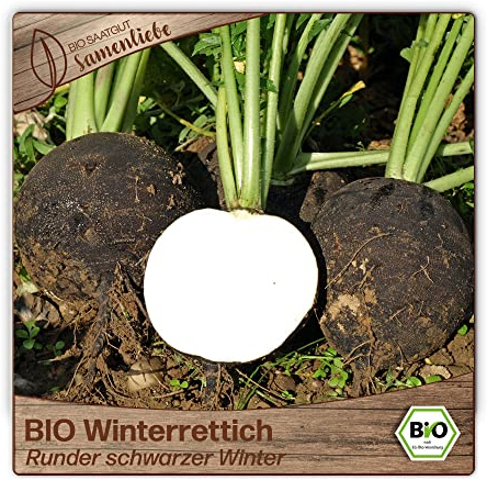 Samenliebe BIO Winterrettich Samen alte Sorte Runder schwarzer Winter scharfer Rettich rundes Wintergemüse schwarz 100 Samen samenfestes Gemüse Saatgut für Gewächshaus Freiland und Balkon