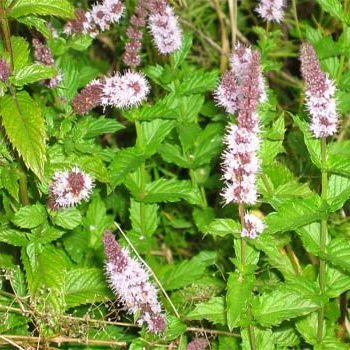 25-30 Semi di menta verde HR209 (Mentha spicata)