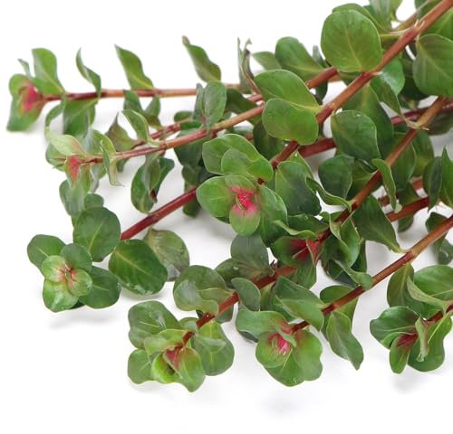 Rotala H’ra Loose Plants Live Aquarium Plant Delicate Narrow Green to Red Leaves Low Maintenance for Freshwater Tropical Tank K2aqua