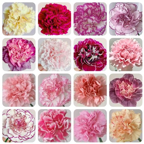 Nelkensamen kaufen, mehrjährig winterharte für garten 150pcs