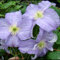 Clematis zwiebeln,winterharte pflanzen,Schnittblumen für Ausstellungen,clematis waldrebe,bevorzugt volle Sonne,krautige mehrjährige Pflanze,clematis hellblau(keine Samen)-15zwiebeln-D