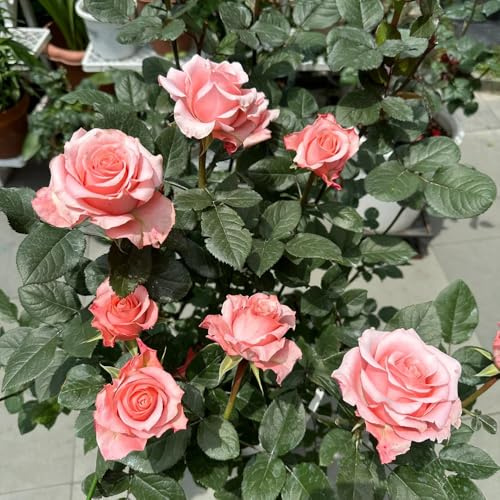 semillas de rosal, invernaderos de balcón trepadora rara Parterres elevados el jardín decoración sala estar Decoraciones jardín exteriores orgánicas 1200pcs