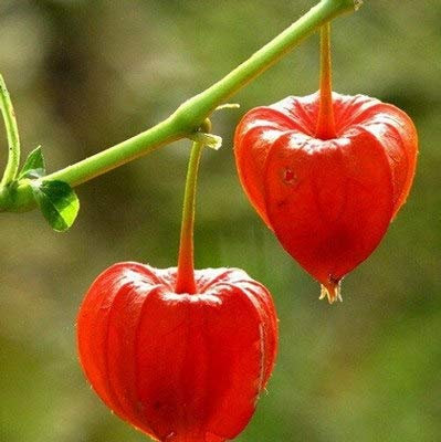 Pinkdose 20 PZ Frutta di ribes rosso pianta Pan-americana uva spina Lanterna frutta Physalis paesaggio giardino di casa per vaso di fiori fioriere: 7