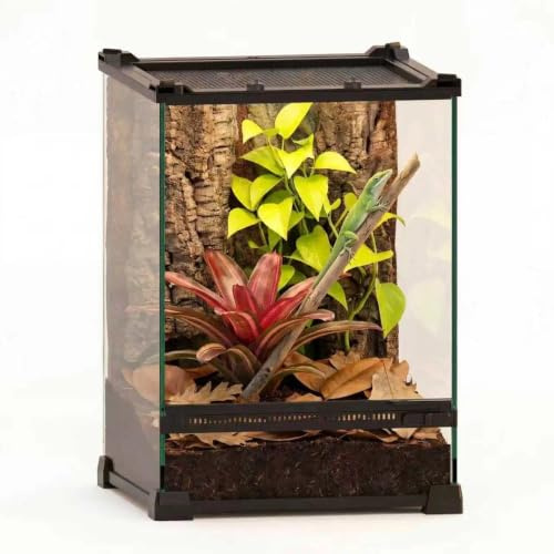 NEPTONION 10x10x14 Reptile Terrarium, Single-Door Glass Arboreal Vivarium for Small Arboreal Lizards Such as Juvenile Green Anoles, with Lock, Cable Port & Waterproof Deep Base Below Front Door