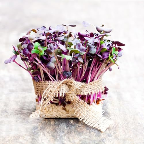 semillas de berro semillas organicas decorativas resistentes al exterior, de balcón 350pcs