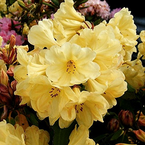 1 X Rhododendron 'Golden Wonder' Evergreen Bushy Shrub Hardy Garden Plant in Pot