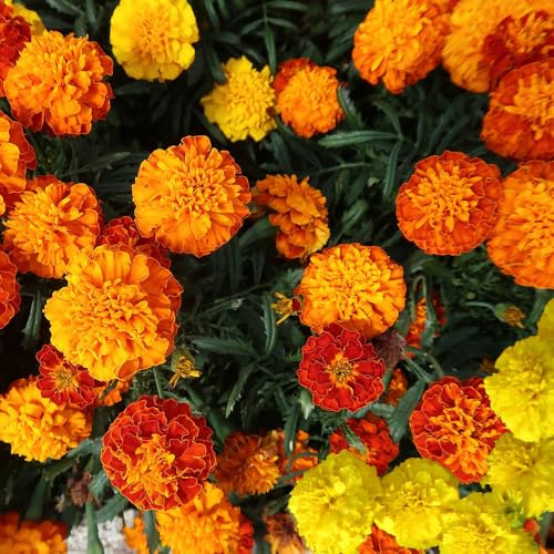 Marigold French Dwarf Double Mixed Seeds – Beautiful Blooms for Borders, Containers & Hanging Baskets – Half Hardy Annual – for Your Beautiful Garden