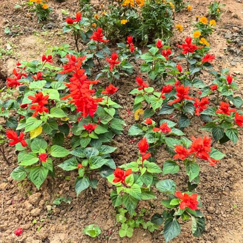 Semi di salvia antincendio, semi di campo Salvia splendens, perenni semi di varietà antiche da balcone perenni 300pcs