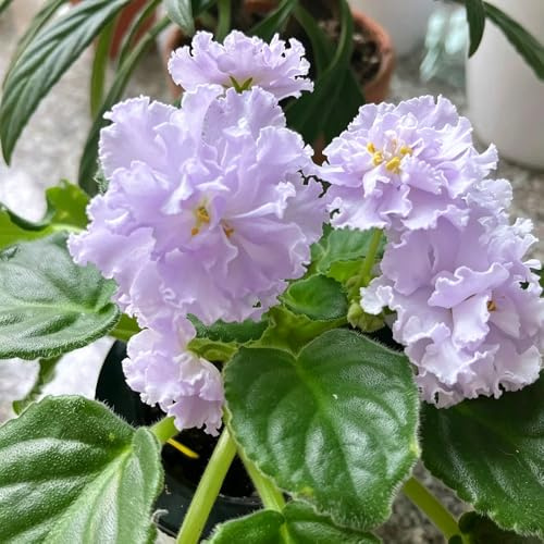 usambaraveilchen blumensaat pflanzensamen zimmerpflanzen sommerblumen schnittblumen blumengarten balkon deko frühlingsblumen topfpflanzen 350samen