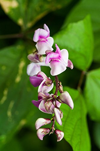 Seedeo® Helmbohne/IndischeBohne (Lablab purpureus) 20 Samen