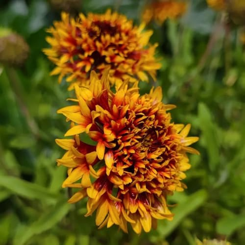 Semillas de Gaillardia pulchella, de manta perenne resistente cobertura del suelo semillas orgánicas regalos sostenibles semillas para camas elevadas 550pcs