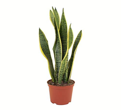 Shop Succulents | Standing Collection | Hand Selected, Air Purifying Live Sansevieria Laurentii Snake Indoor House Plant in 6 Grow Pot