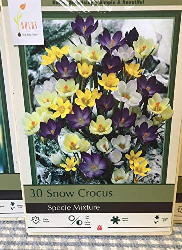 SEMI DI GERMINAZIONE: 5 Narcissus - Swirl Peach: Automne Néerlandais Zwiebeln - Tulpe, Narzisse, Allium, Mittelmeer Glocken, Schnee Crocus, Hy