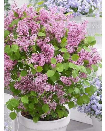 Semi di lillà perenni resistenti-di lillà resistenti,da interno,da esterno resistenti giardino di,da giardino di semi di 200pcs