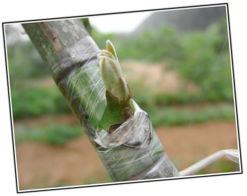 DIYEAH Nastro Autoadesivo per Innesti di Frutta e Agrumi in Pellicola Pe Verde, Resistente al Sole e Trasparente, per Potatura e Innesto di Piante da Giardino