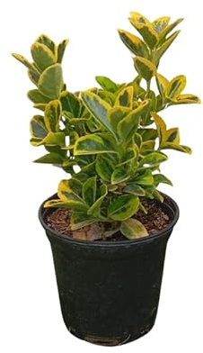 Arbusto Japonés Variegado Euonymus Natural con Follaje Verde y Amarillo y de Fácil Mantenimiento