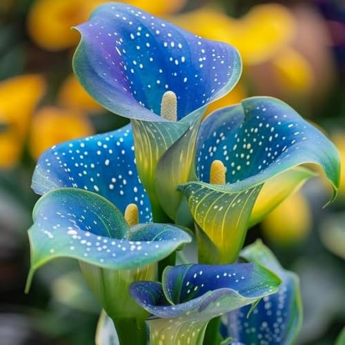 Bellissimo Calla bulbi,Piante perenni,Calla pianta vera,resistenti al freddo,Tagliare,Facile da curare(non artificiali)-2 bulbi-D
