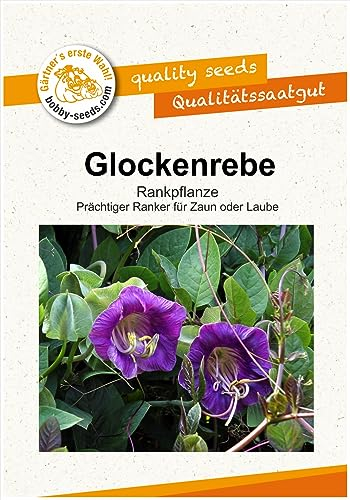 Blumensamen Glockenrebe Violett Portion