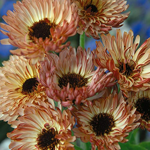 Calendula officinalis 'Sherbet Fizz' English Marigold Hardy Annual Flowers Garden Plants Grow Your Own 1 x Seed Packet (80 Seeds) Calendula officinalis 'Sherbet Fizz' by Thompson and Morgan